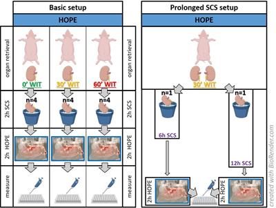 Real-time assessment of kidney allografts during HOPE using flavin mononucleotide (FMN) — a preclinical study